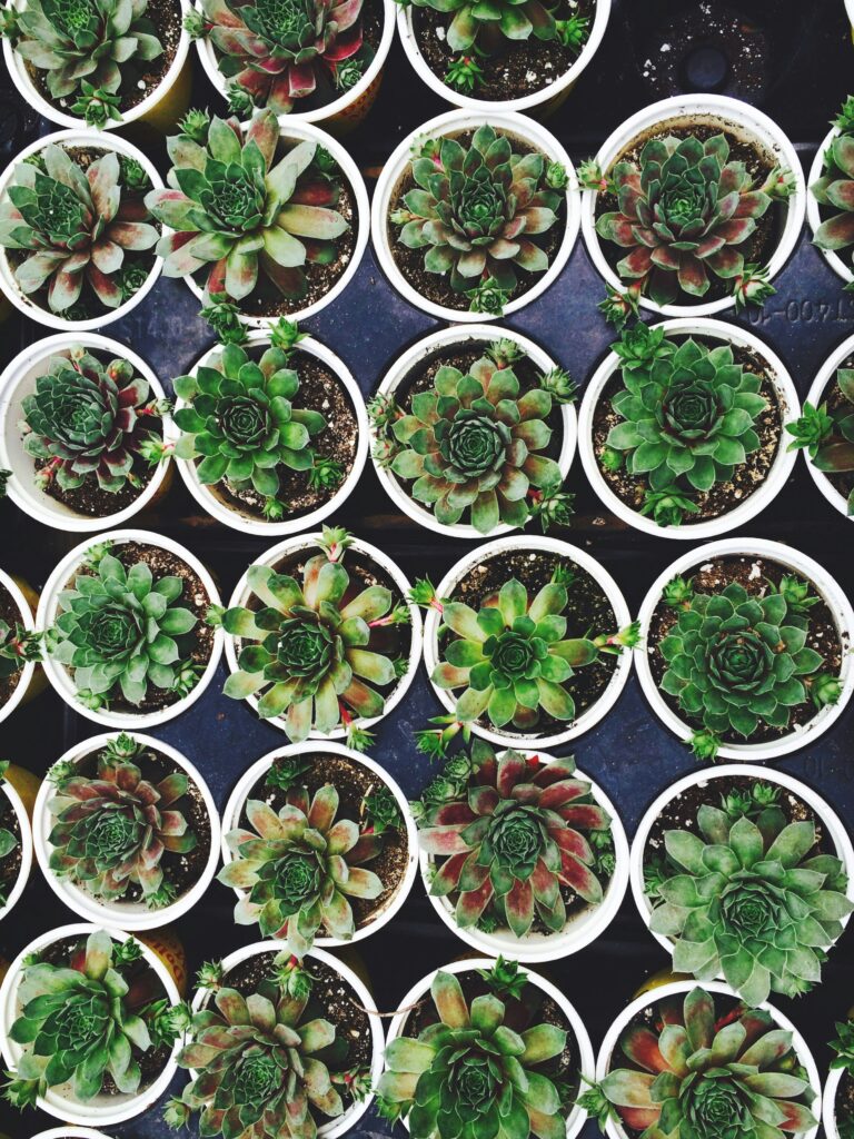 succulent plants